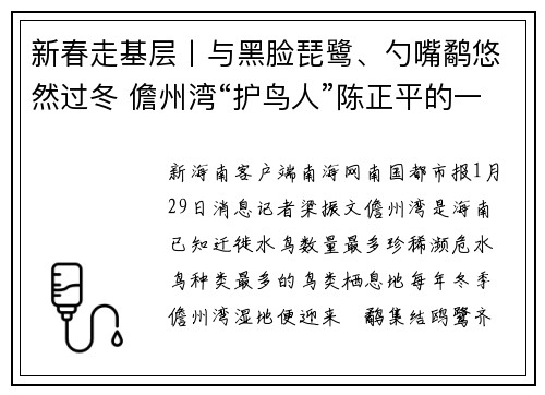 新春走基层丨与黑脸琵鹭、勺嘴鹬悠然过冬 儋州湾“护鸟人”陈正平的一天